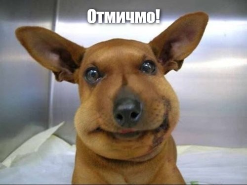 Новые шмели в теплице: как насекомые начинают работу и разведку