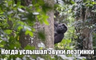 Во Вьетнаме вместо скачек устраивают заплывы обезьян