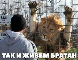 Повезло кисуне!