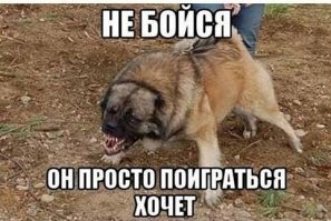 Конфликт женщины с собачниками