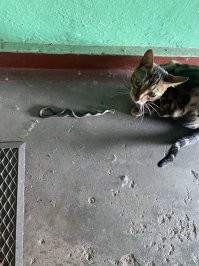Могу сказать по своему опыту: не делайте бенгальскую кошку гулящей! Такие подарки вам обеспечены с завидной регулярностью! хрен с ним: крысы\птички\мыши\кроты\ящерки\лягушки.
 но змеи ...