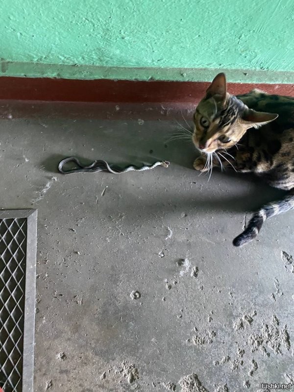 Могу сказать по своему опыту: не делайте бенгальскую кошку гулящей! Такие подарки вам обеспечены с завидной регулярностью! хрен с ним: крысы\птички\мыши\кроты\ящерки\лягушки.
 но змеи ...