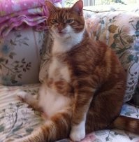 Большой кисуня!