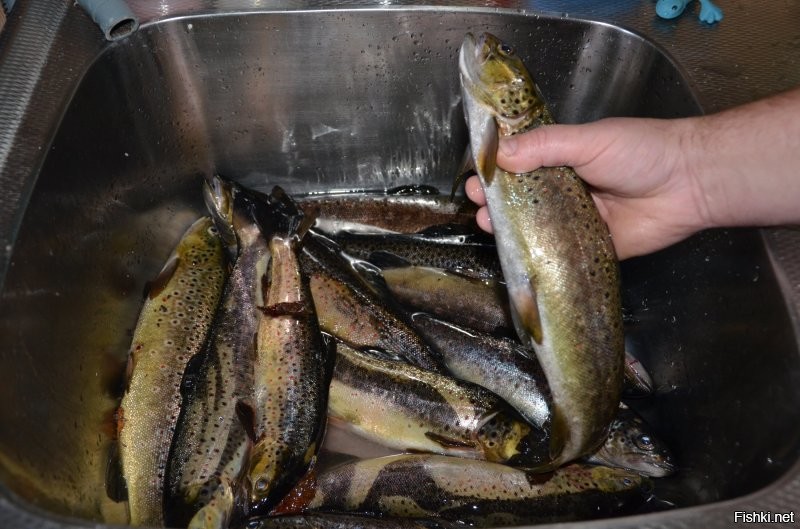 Солянка от 08.03.2026