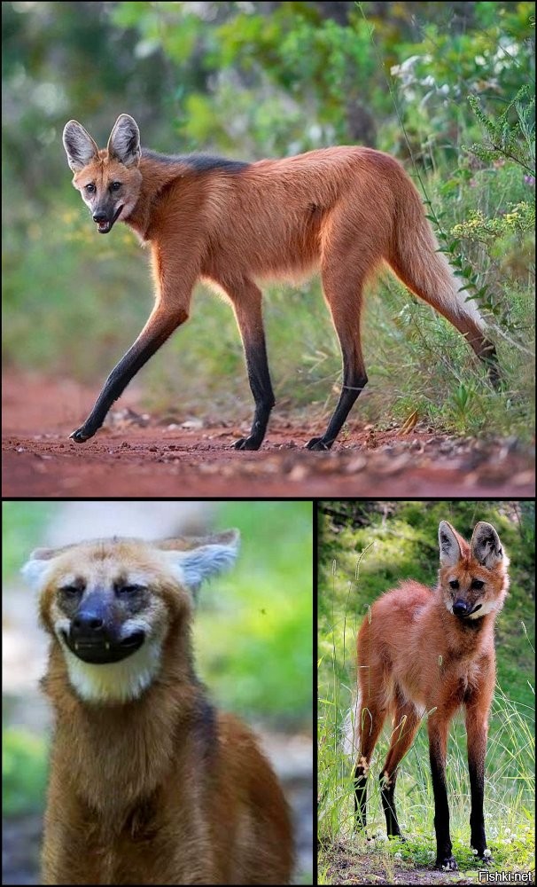 Гривистый волк.
Тварь интересная.