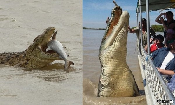 А где у крокодила зубы ??  Фото , то что слева...