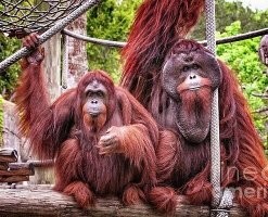 Это самка. Мужики у них выглядят иначе.
Самка слева, самец справаа.