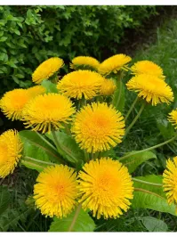 Да разные у них листья, одуванчиков куча видов.