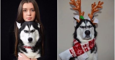 Хаски вообще обалденные, а некоторым еще и с окрасом "повезло".