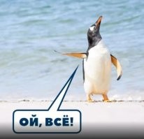 Пингвины Генту дарят самкам красивые камушки в знак любви