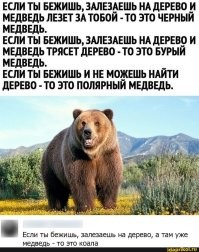 Барибал: американский медведь. Чем он отличается от русского?