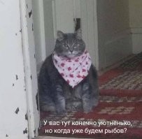 Настойчивая кошка
