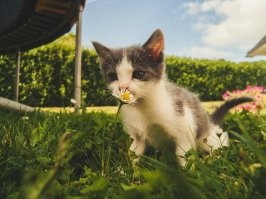 Одуванчики даже коты не едят.