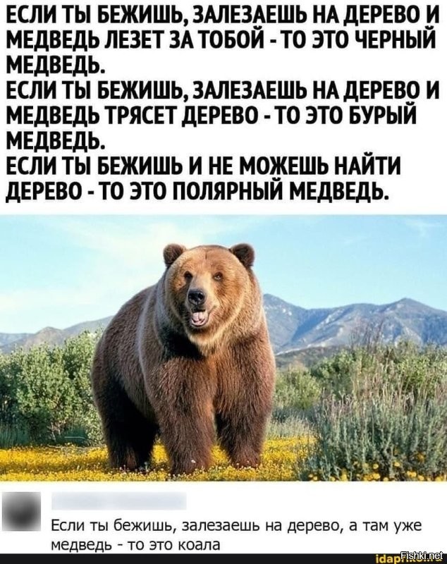 Барибал: американский медведь. Чем он отличается от русского?