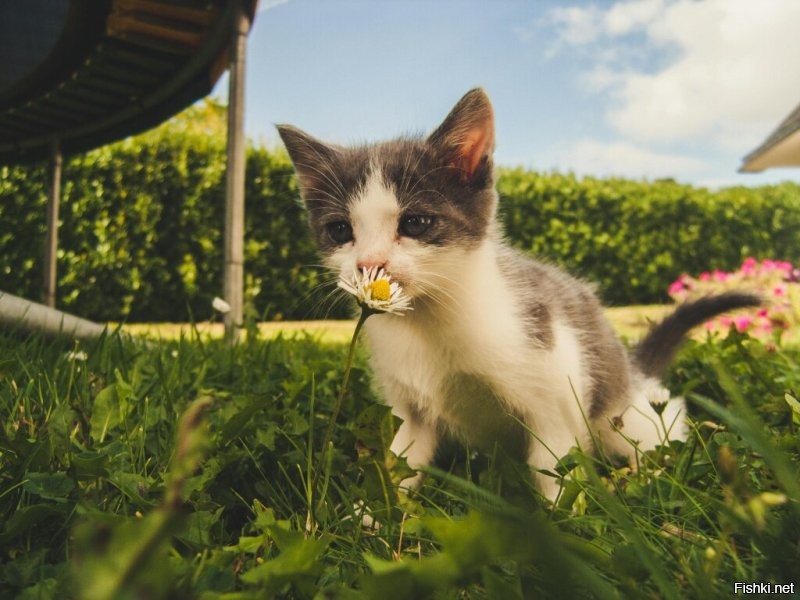 Одуванчики даже коты не едят.