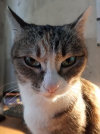 Настойчивая кошка