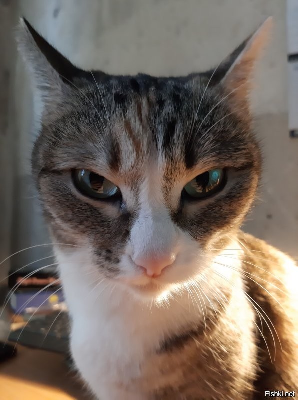 Настойчивая кошка