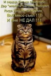 Настойчивая кошка