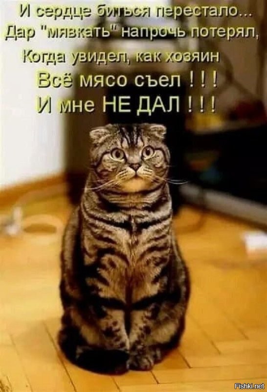 Настойчивая кошка