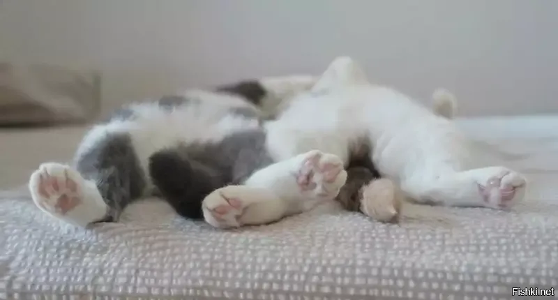 Солянка от 11.03.2026