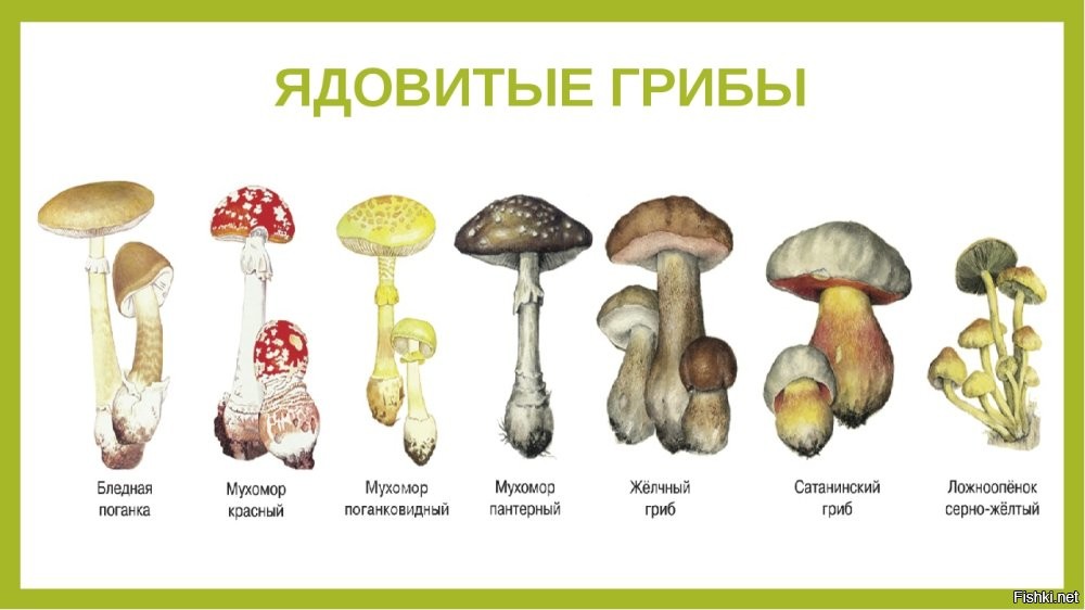 Грибы тоже немало народу завалили...