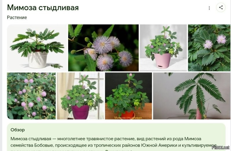 Стыдливая мимоза