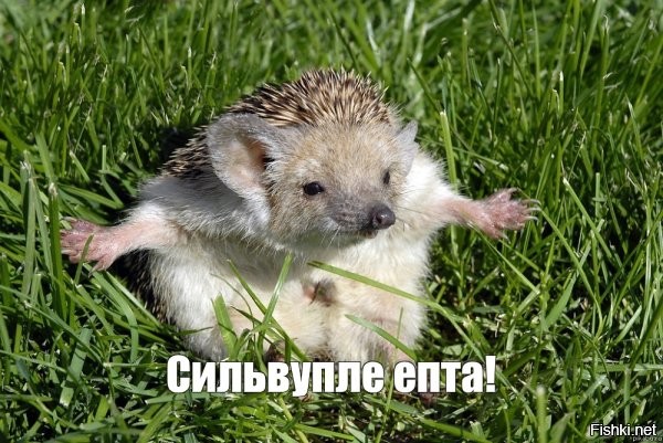 Эффектный приём российского борца