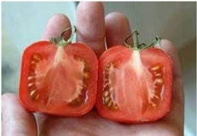 Ящерица пытается съесть помидорку