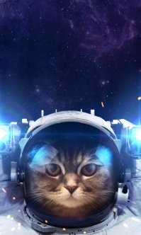 Кот-космонавт