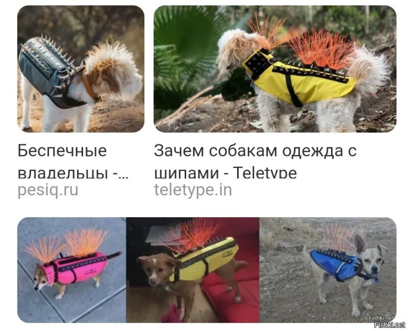 Выгул пса в Омске