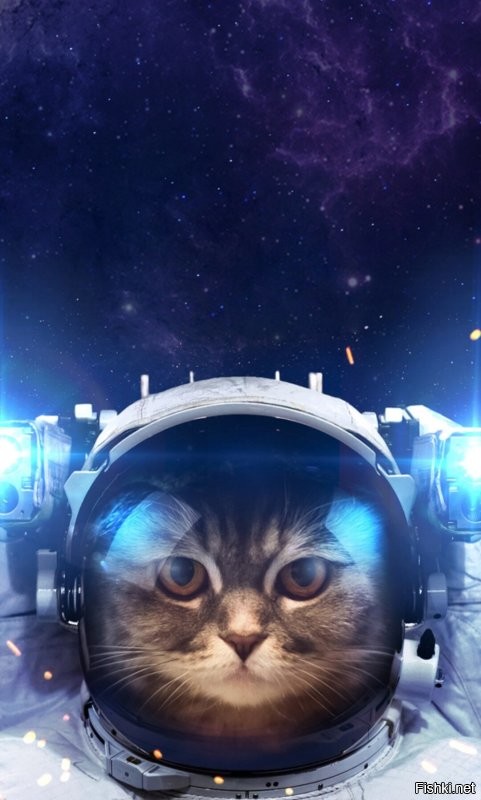 Кот-космонавт