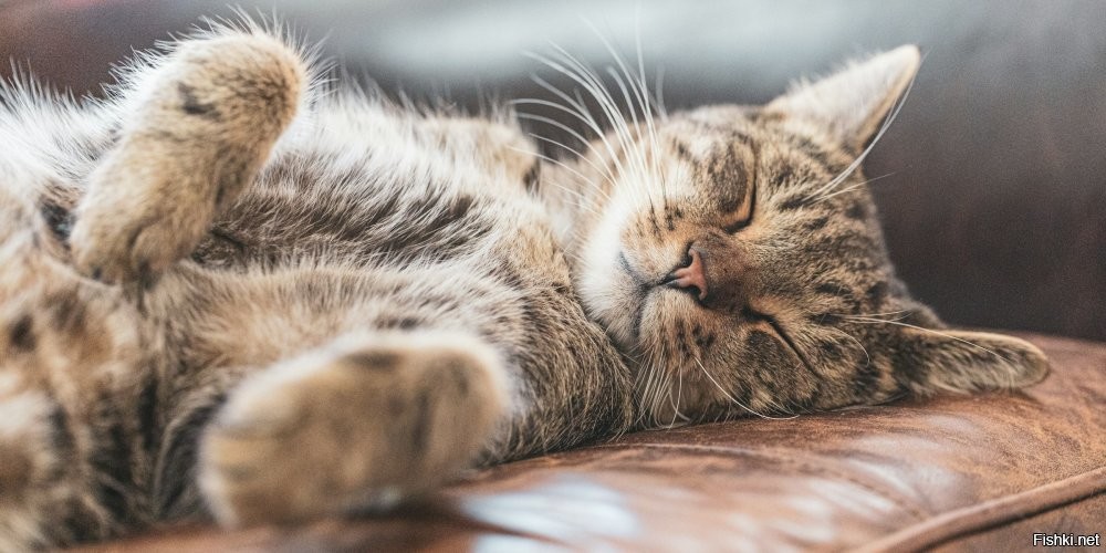 Солянка от 12.03.2026