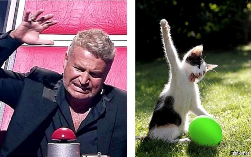 Собаки после анестезии