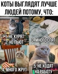 Манулы обожают валяться в песке