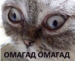 Кот-космонавт