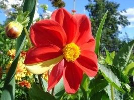 Это тоже природа! Никакой химии, Фотошопа ИР и т.д.