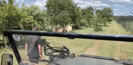 Удачи мужику и его прайду.
Если тебя любят.)