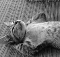 Подборка спящих кошек