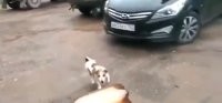 Надо им другую бутылку дать...