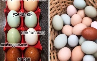 Херня. 

Цвет скорлупы зависит от породы курицы, при этом окрас её оперения на цвет яиц не влияет. Например, куры пород Леггорн и Русская белая несут белые яйца, а породы Род-Айленд, Виандот и Маран   коричневые. 

Распространенные цвета яиц и породы
Голубые яйца   Амераукана, Араукана
Зеленые/оливковые яйца   Истер Эггер
Темно-коричневые яйца   Маранс
Светло-коричневые/розовые яйца   Орпингтон
Белые яйца   Леггорн