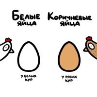 Херня. 

Цвет скорлупы зависит от породы курицы, при этом окрас её оперения на цвет яиц не влияет. Например, куры пород Леггорн и Русская белая несут белые яйца, а породы Род-Айленд, Виандот и Маран   коричневые. 

Распространенные цвета яиц и породы
Голубые яйца   Амераукана, Араукана
Зеленые/оливковые яйца   Истер Эггер
Темно-коричневые яйца   Маранс
Светло-коричневые/розовые яйца   Орпингтон
Белые яйца   Леггорн
