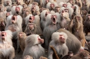 сто пудов нигеры