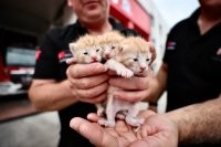 Продаются котята... 5 копеек ведро