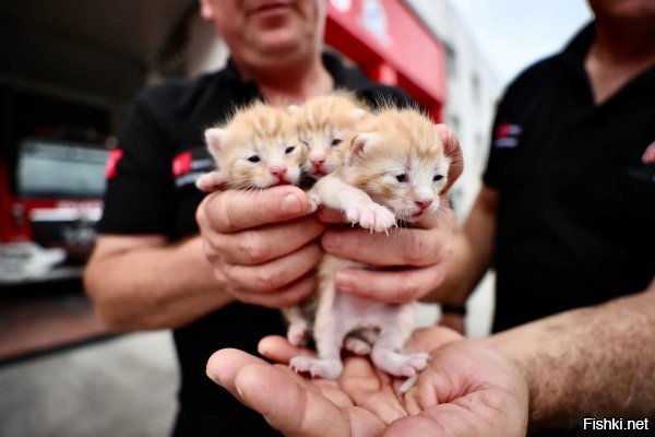 Продаются котята... 5 копеек ведро