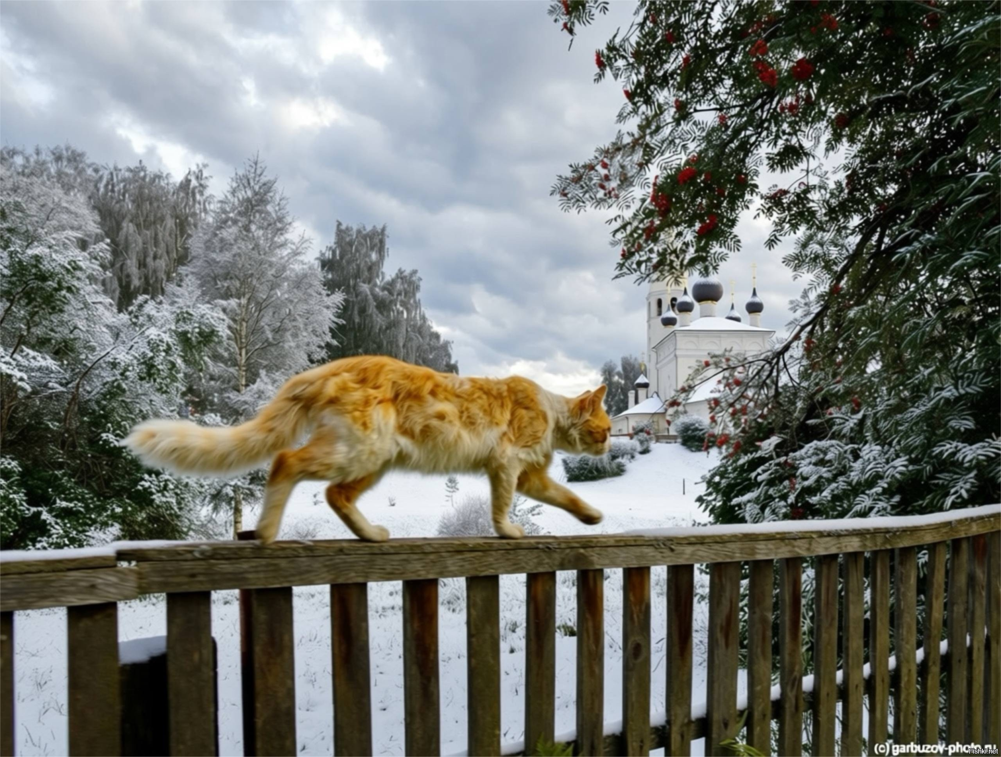 Коты везде нужны, коты везде нужны.
И на Неве и на берегах Вятки!