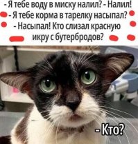 Рыжие пушистые воришки