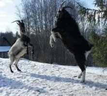 Мир существовал и ДО твоего рождения! Выражение "ставить на козла"- это не про кличку коня на ипподроме! 
Например, в авиации когда-то появился термин "козление". Это когда ВС после динамического касания ВПП снова стойками шасси отталкивается он поверхности. Кто-то сравнил с прыжком козла )) вот и повелось... Явление опасное. Другое- конь со всадником (или без) встаёт на дыбы. Мотоциклист точно так же может поднять своего железного двухколёсного на заднем колесе,.. т.н. на козла. Может неправильно загруженный грузовик встать на козла )) Можно, конечно вспомнить про эмблемы Puma или ГАЗа, но в русском устоявшееся определение- на козла ))  
Если плеер Рутуба не прогрузился, просто перейди по ссылке на него или скопируй название видео и найди обычным поиском: Посадка и козление Суперджета 05.05.19 SU1492