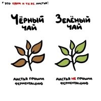 Брехня. Зелёный чай тоже ферментируют, правда меньше чем чёрные.