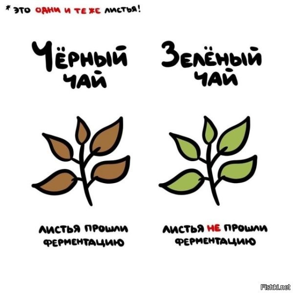 Брехня. Зелёный чай тоже ферментируют, правда меньше чем чёрные.