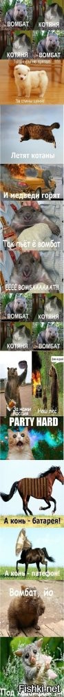 Вомбат: драки, шрамы, захват имущества